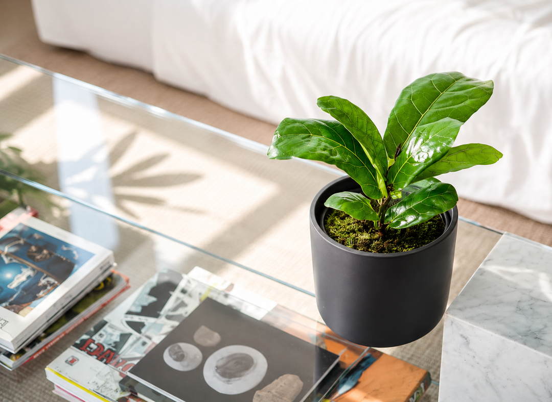 Fidel M (Ficus Lyrata)