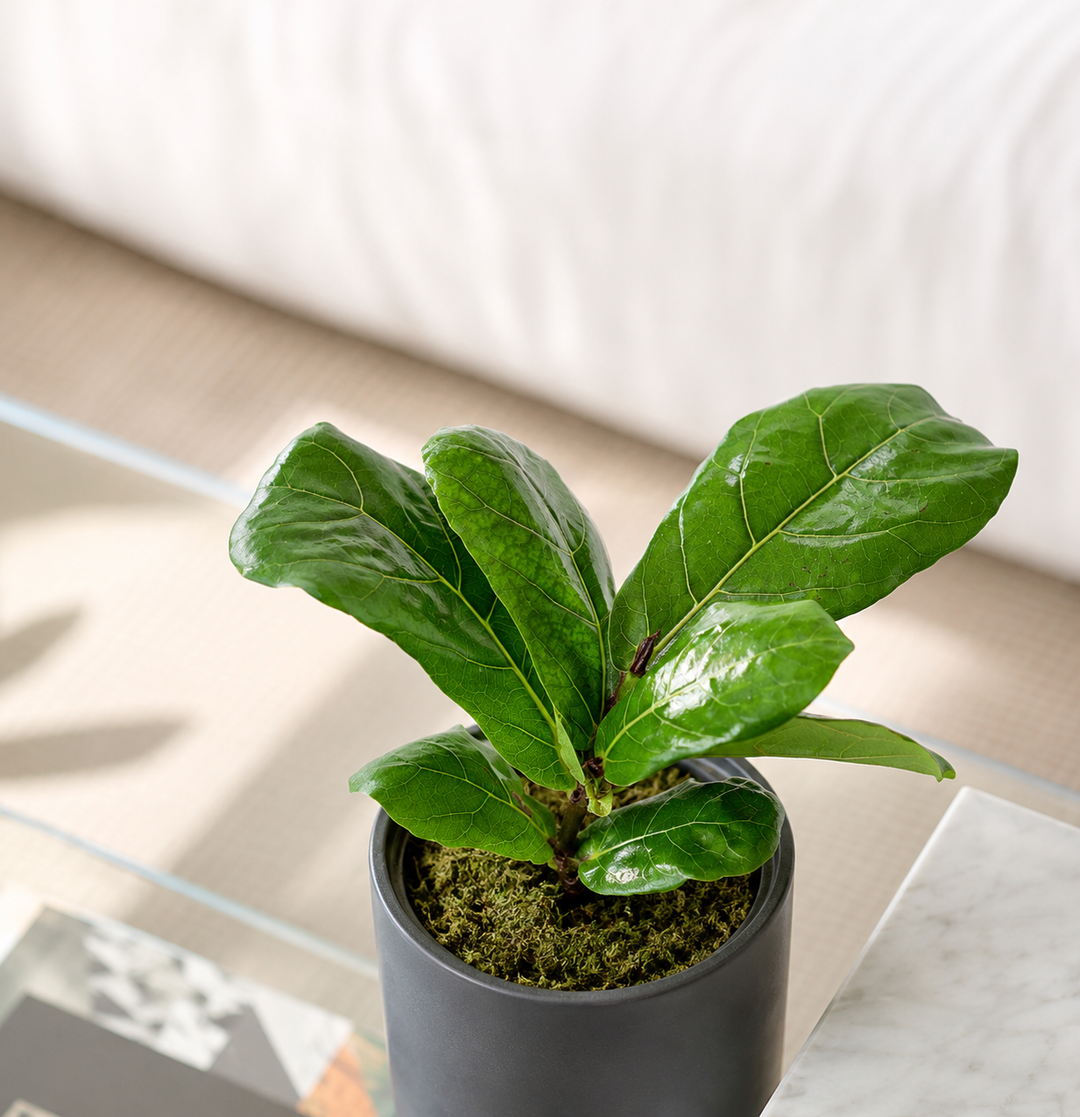 Fidel M (Ficus Lyrata)