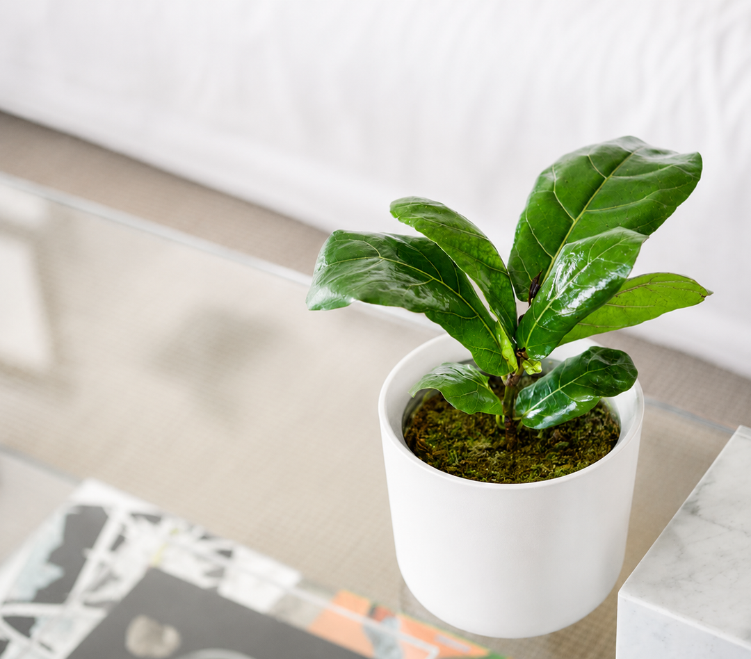 Fidel M (Ficus Lyrata)
