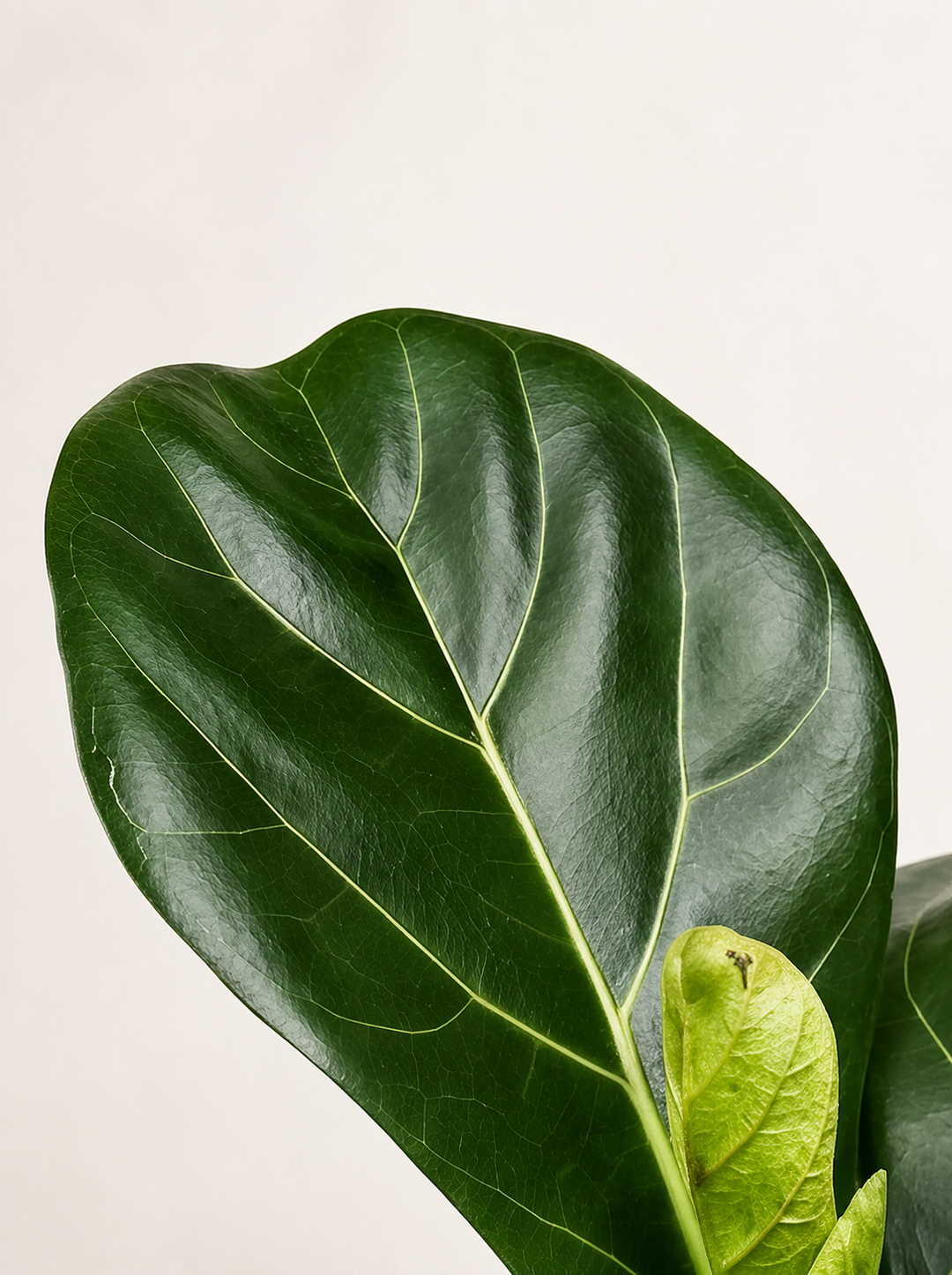 Fidel M (Ficus Lyrata)