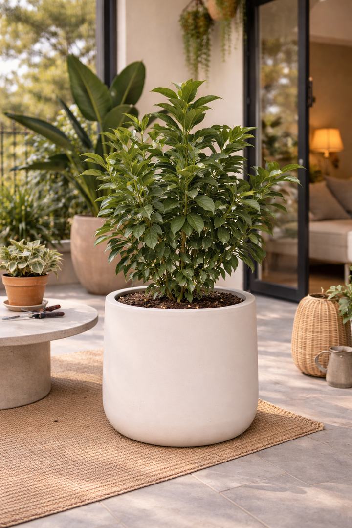 Viburnum Mascantha (M)