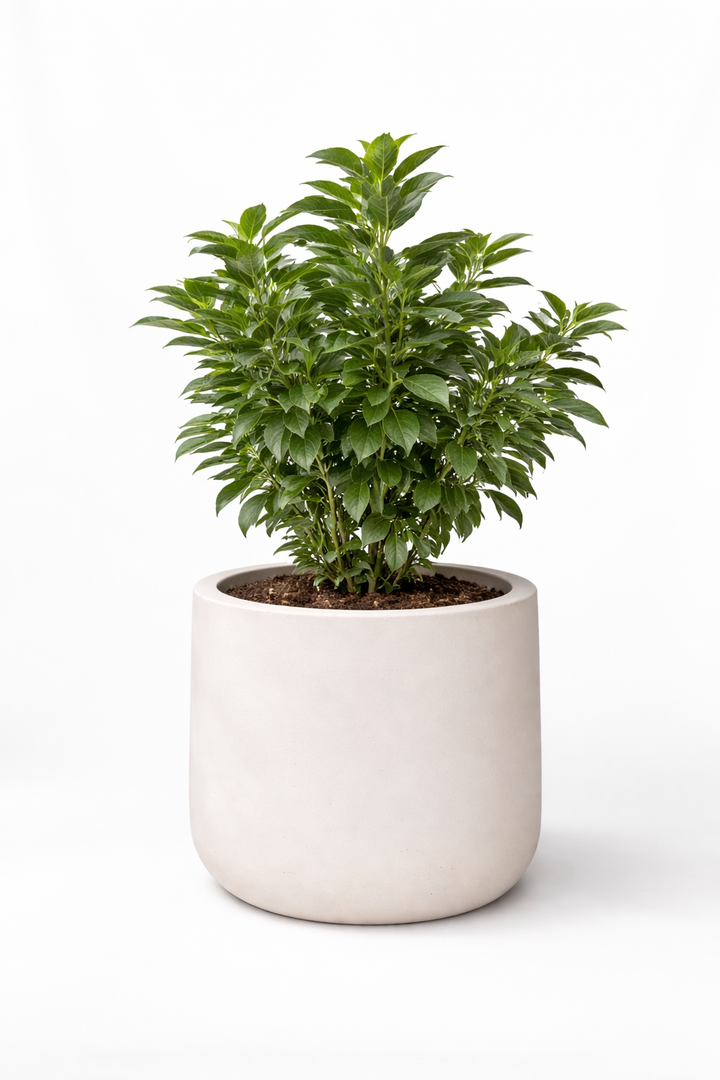 Viburnum Mascantha (M)