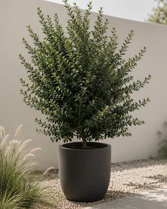 Acebo (Ilex)