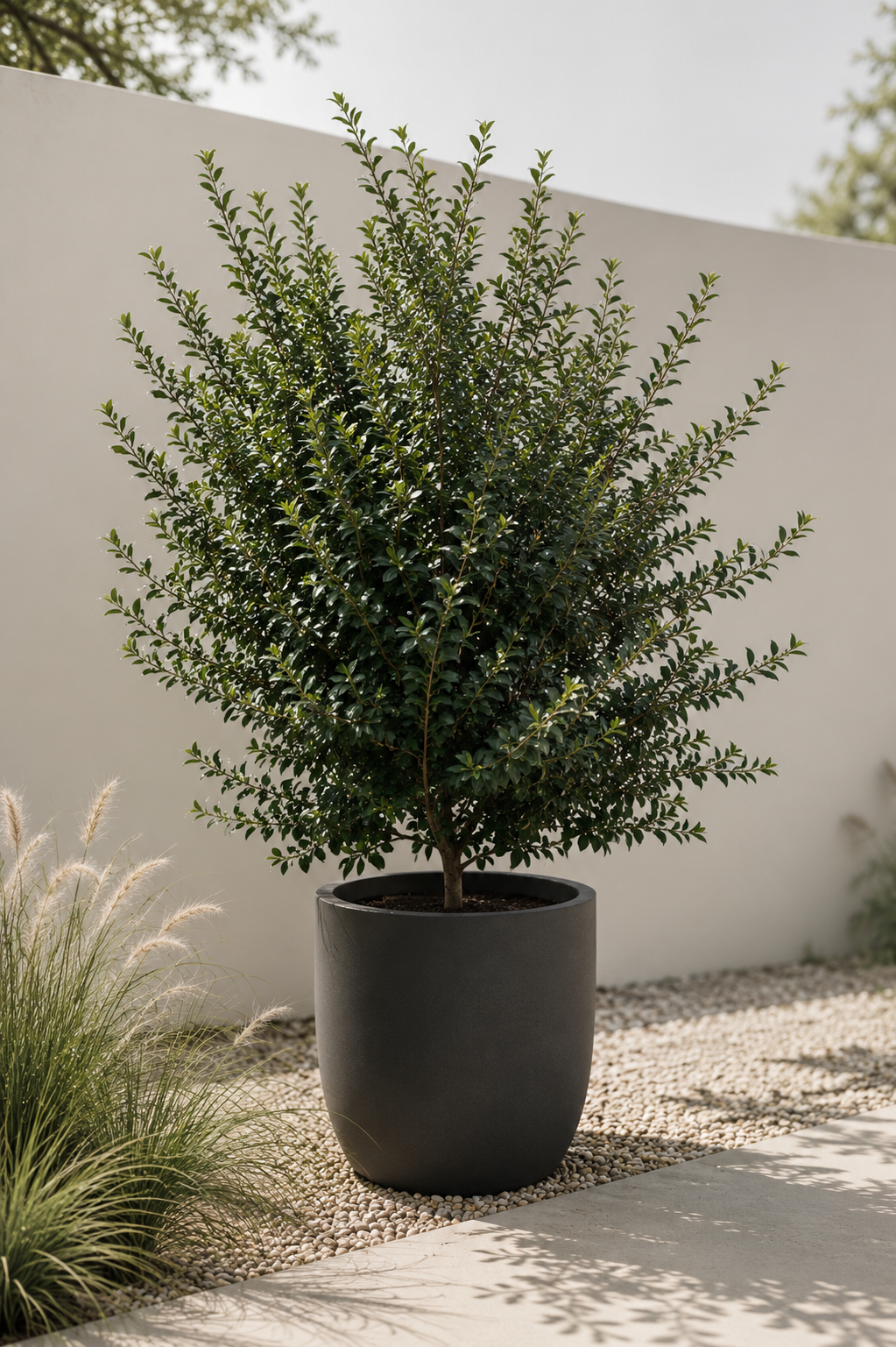 Acebo (Ilex)