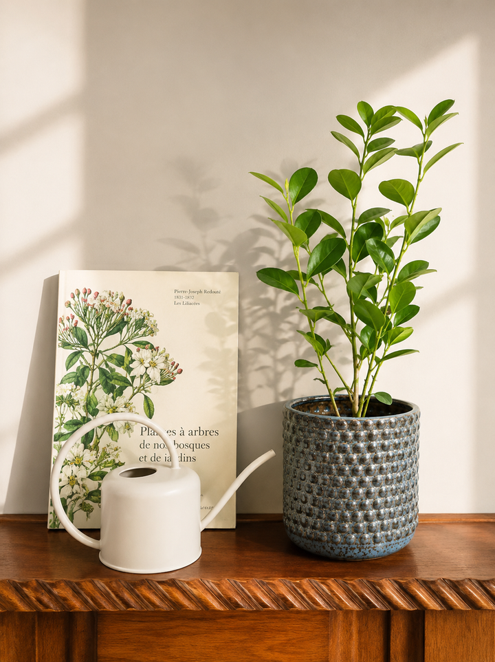 Moclame M (Ficus Moclame)