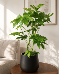 Ariana M (Aralia Japonica)