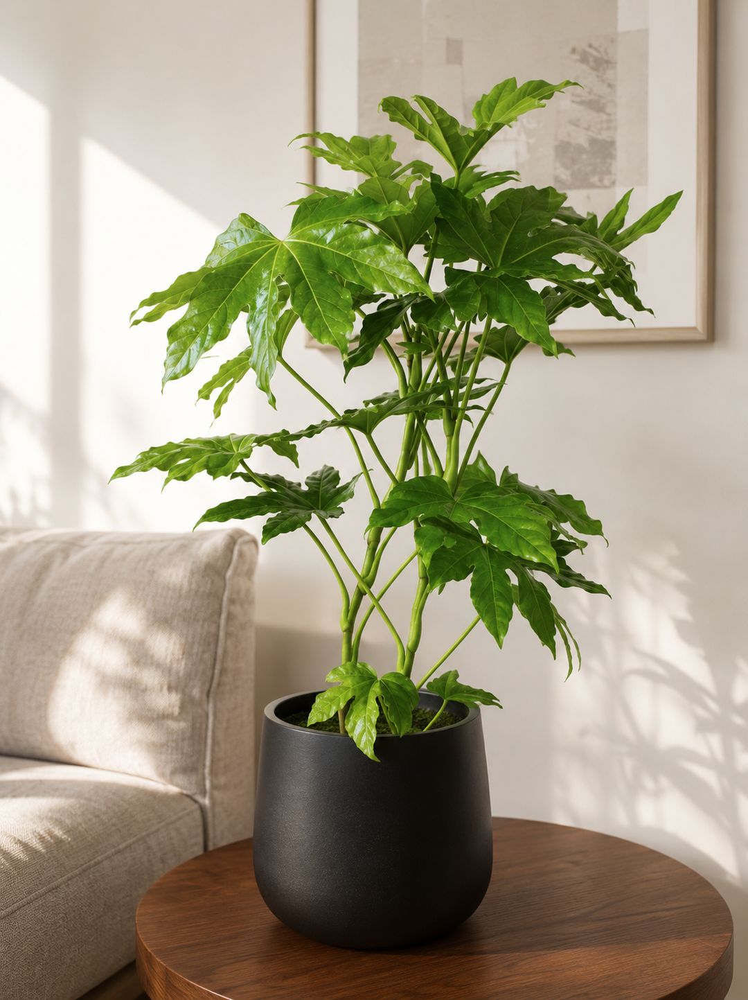 Ariana M (Aralia Japonica)