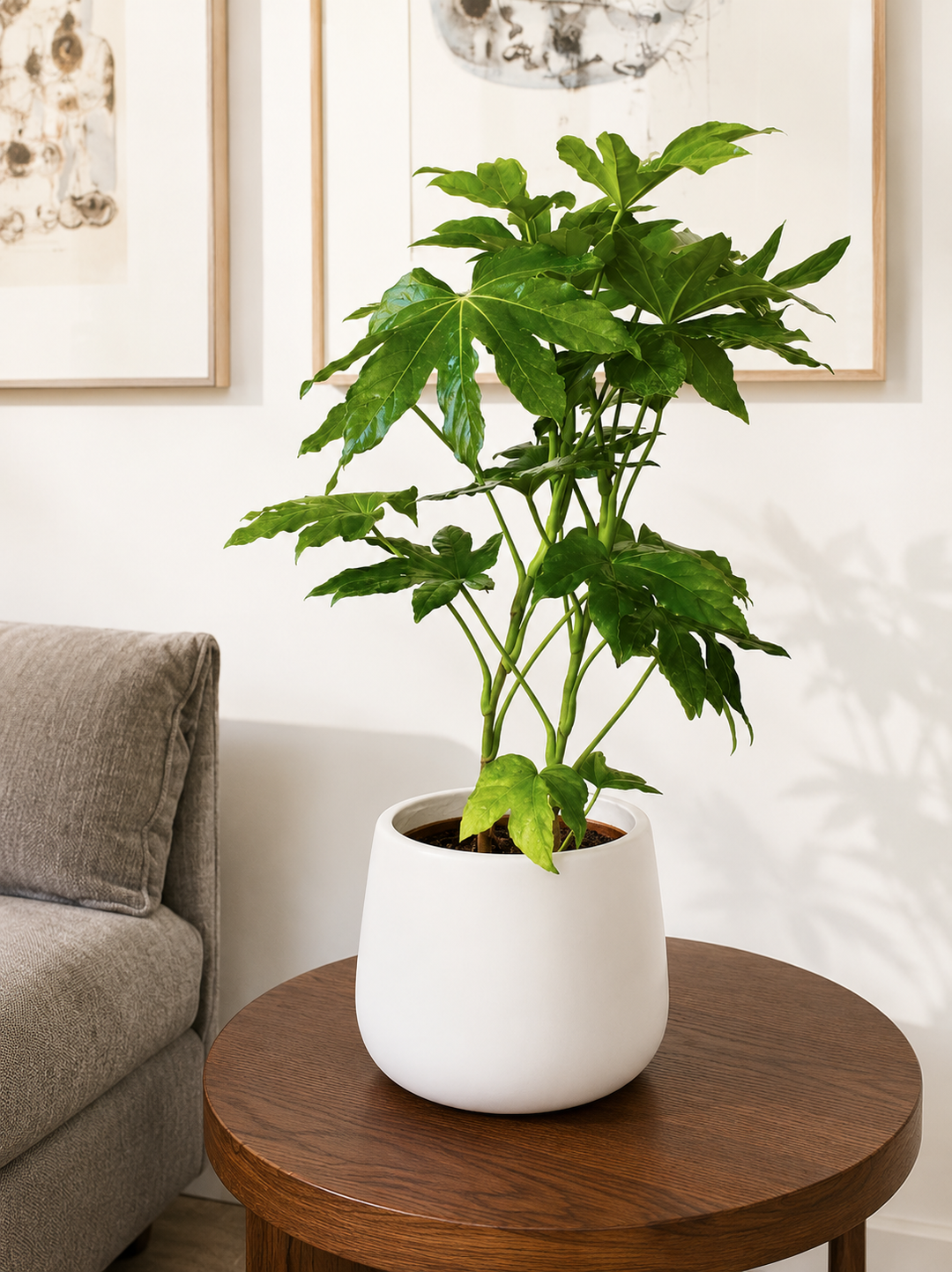 Ariana M (Aralia Japonica)