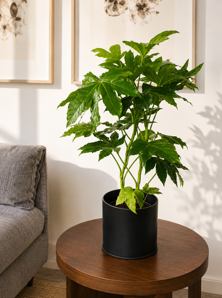 Ariana M (Aralia Japonica)