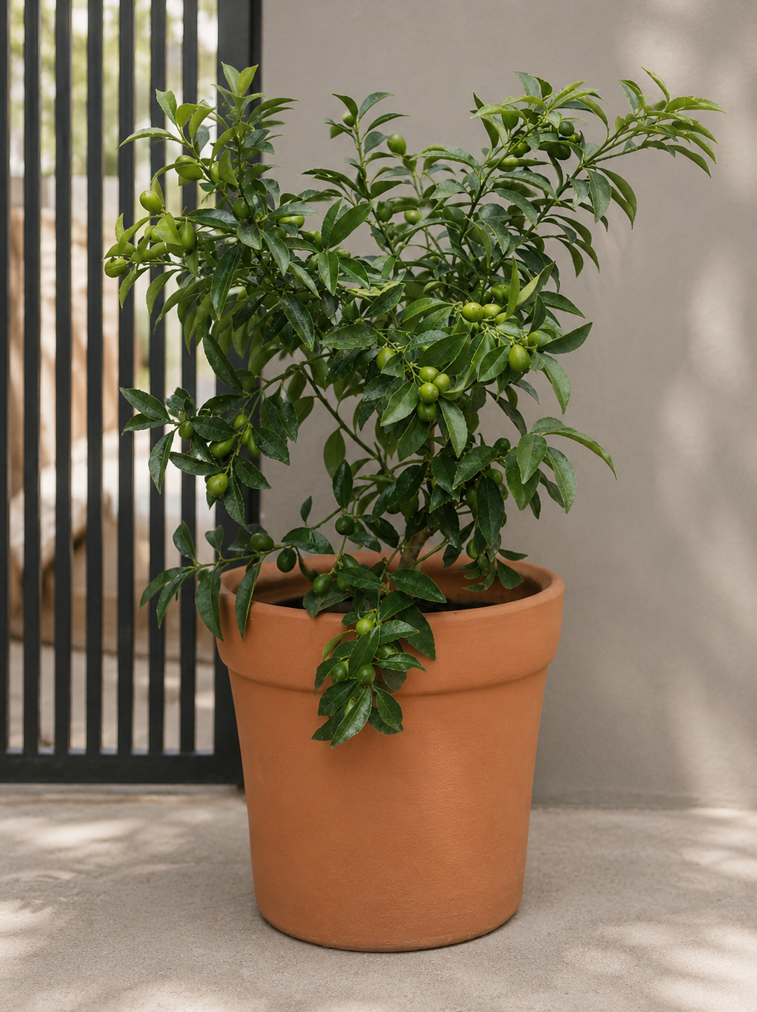 Karin XL (Kumquat)