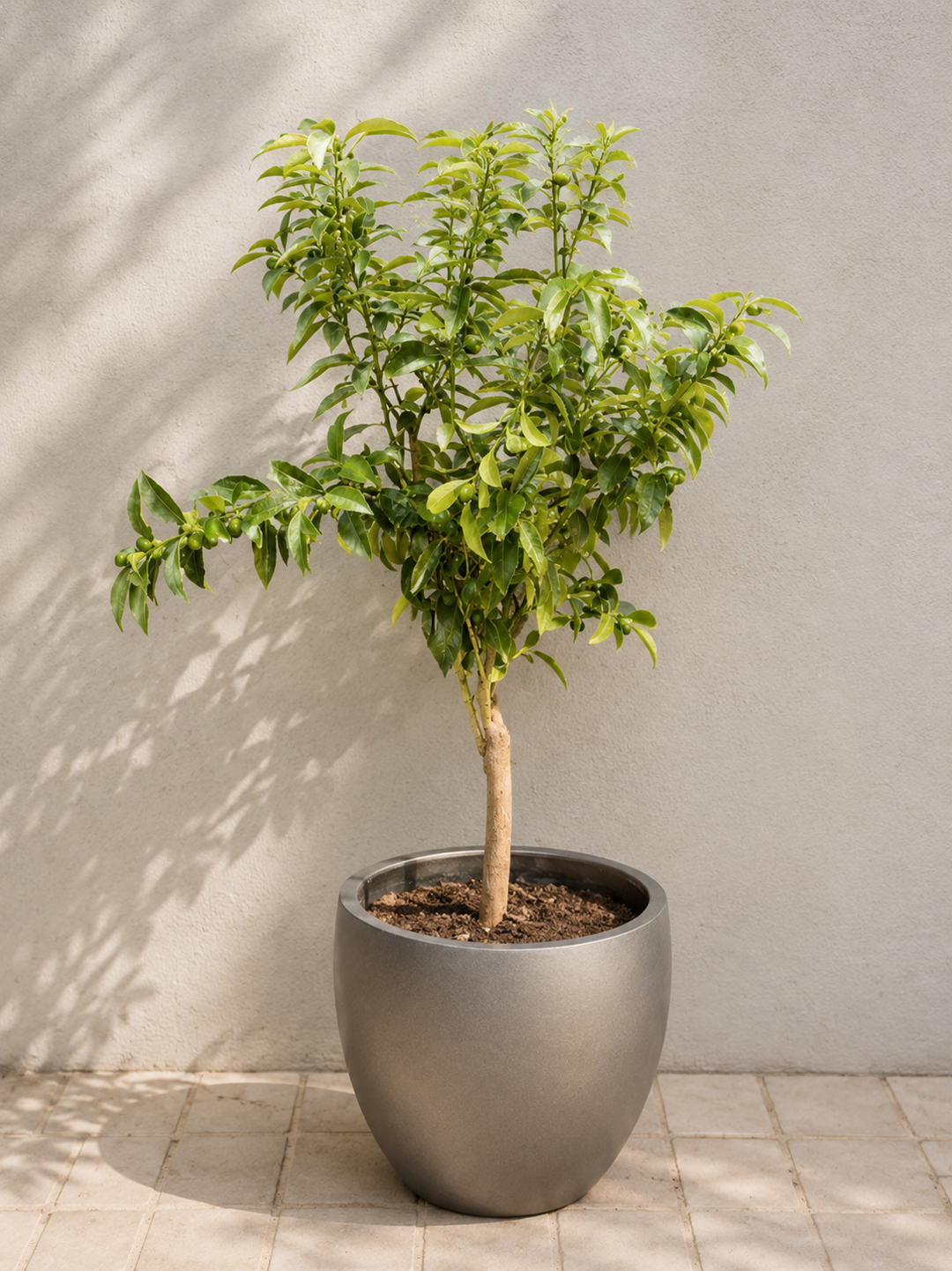 Karin XL (Kumquat)