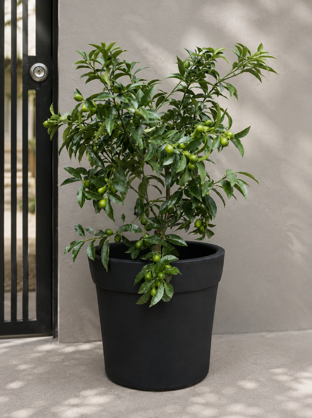 Karin XL (Kumquat)