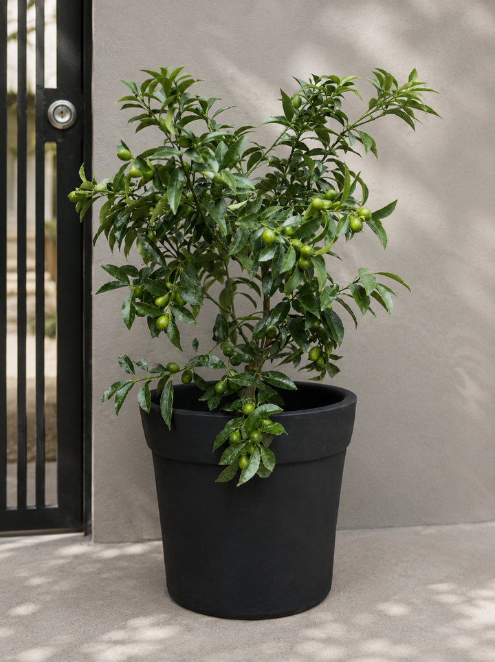 Karin XL (Kumquat)