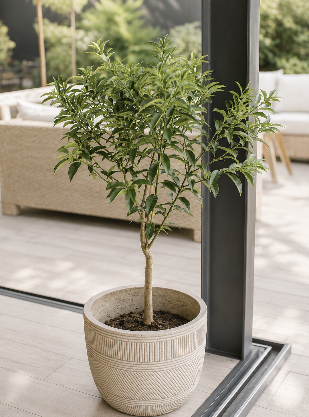 Karin XL (Kumquat)