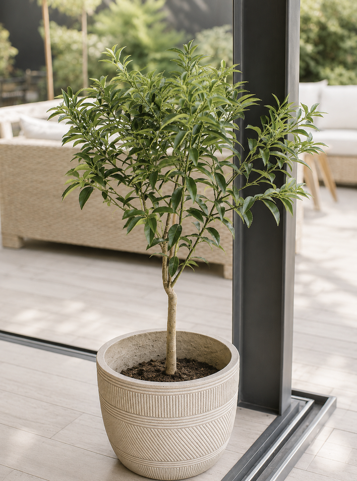 Karin XL (Kumquat)