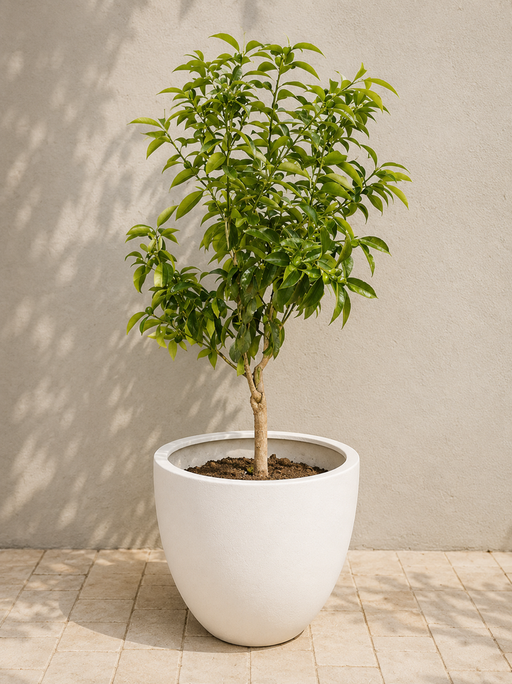 Karin XL (Kumquat)