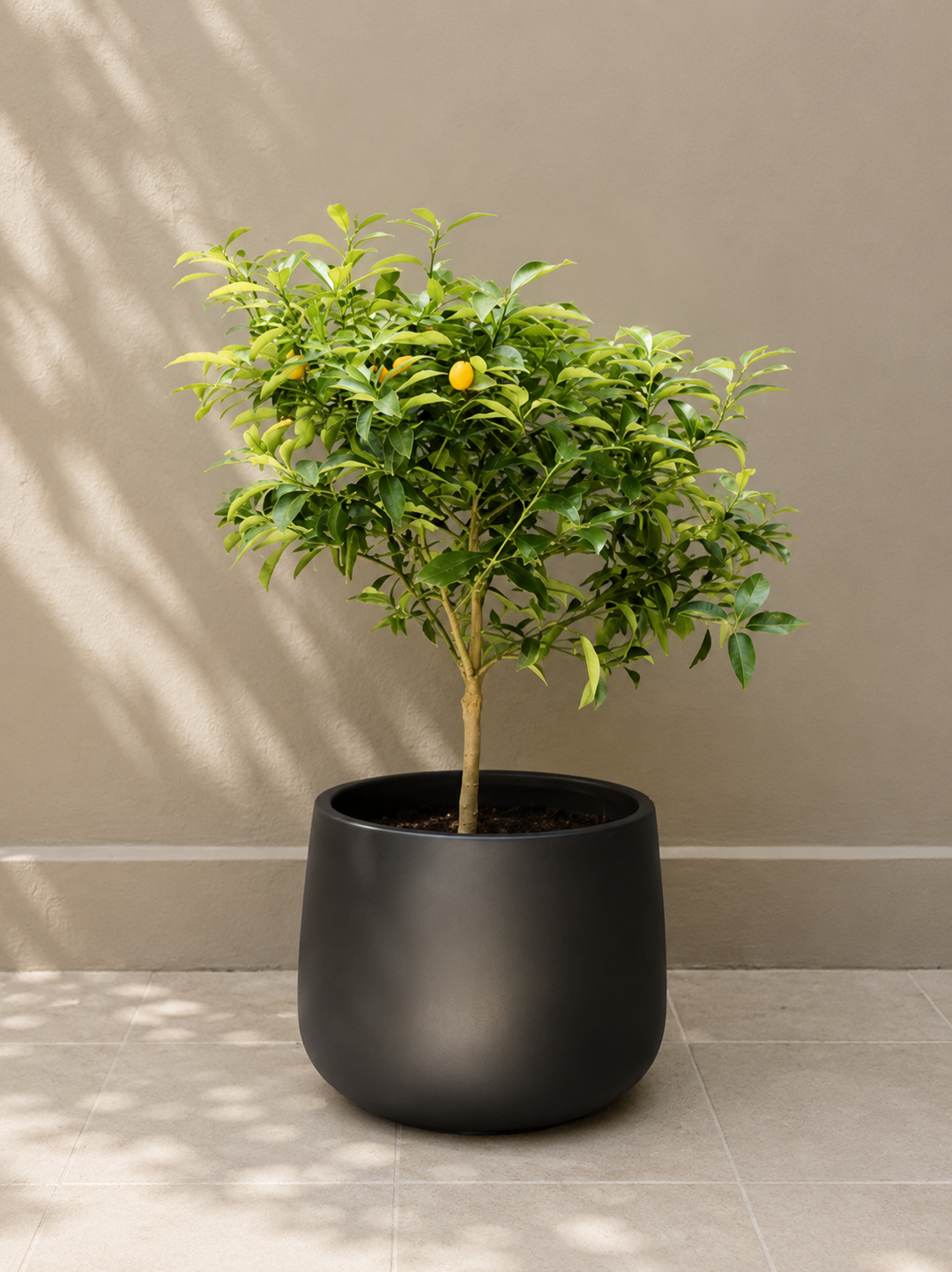 Karin XL (Kumquat)