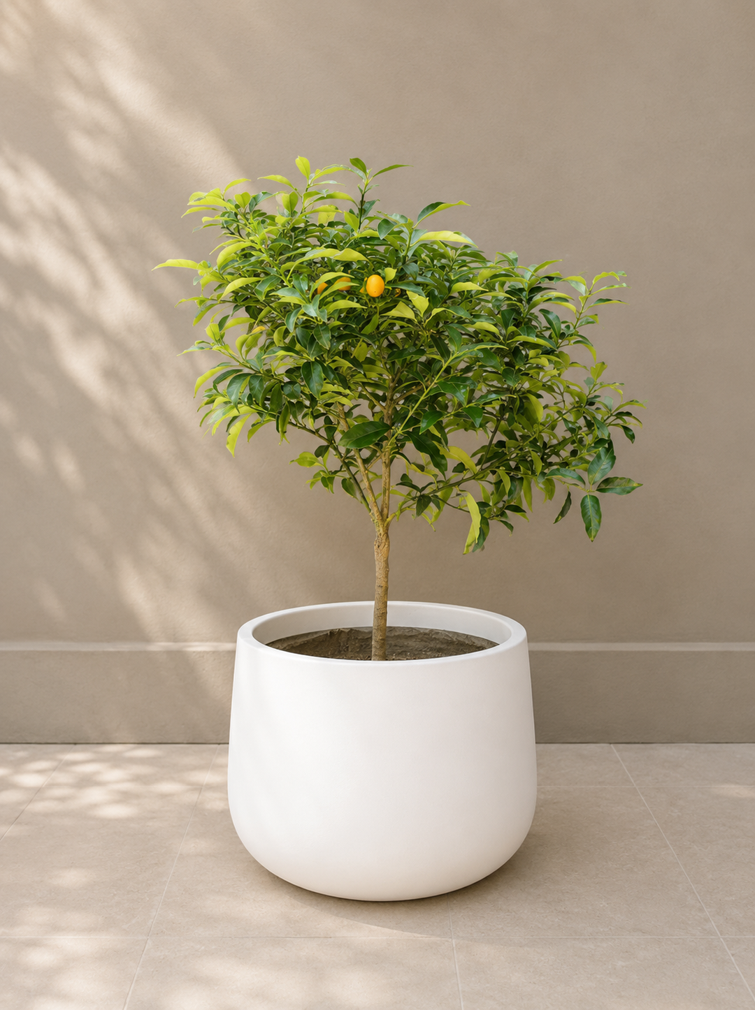 Karin XL (Kumquat)