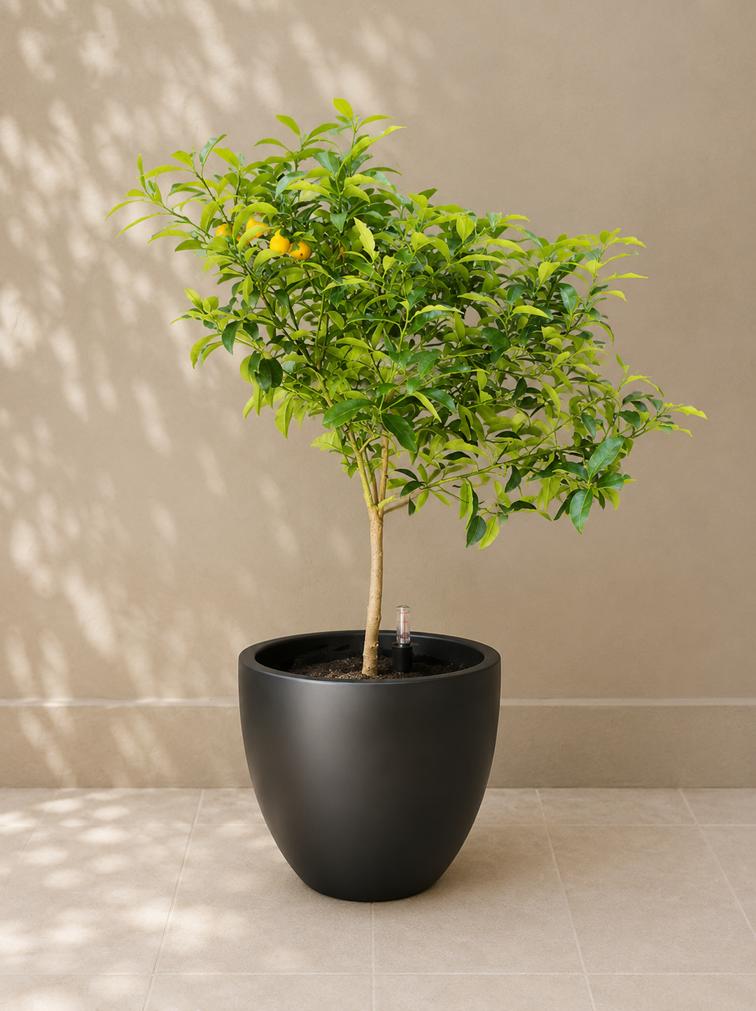 Karin XL (Kumquat)