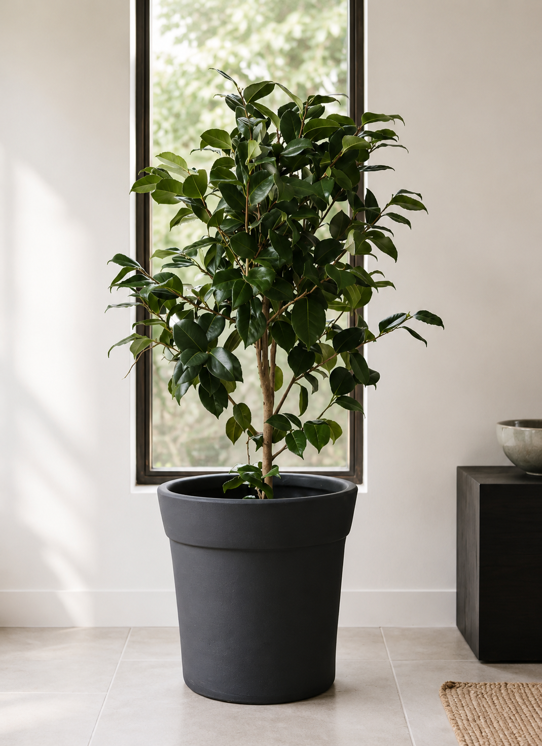 Celia XL (Camelia)