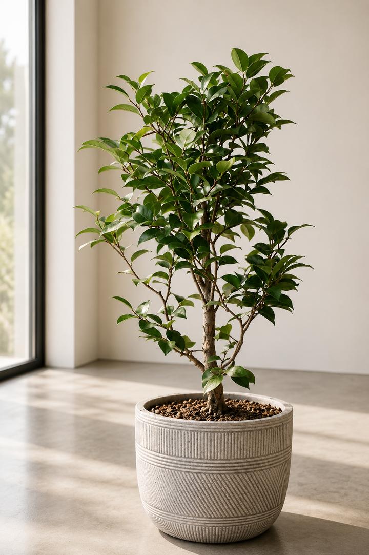 Celia XL (Camelia)
