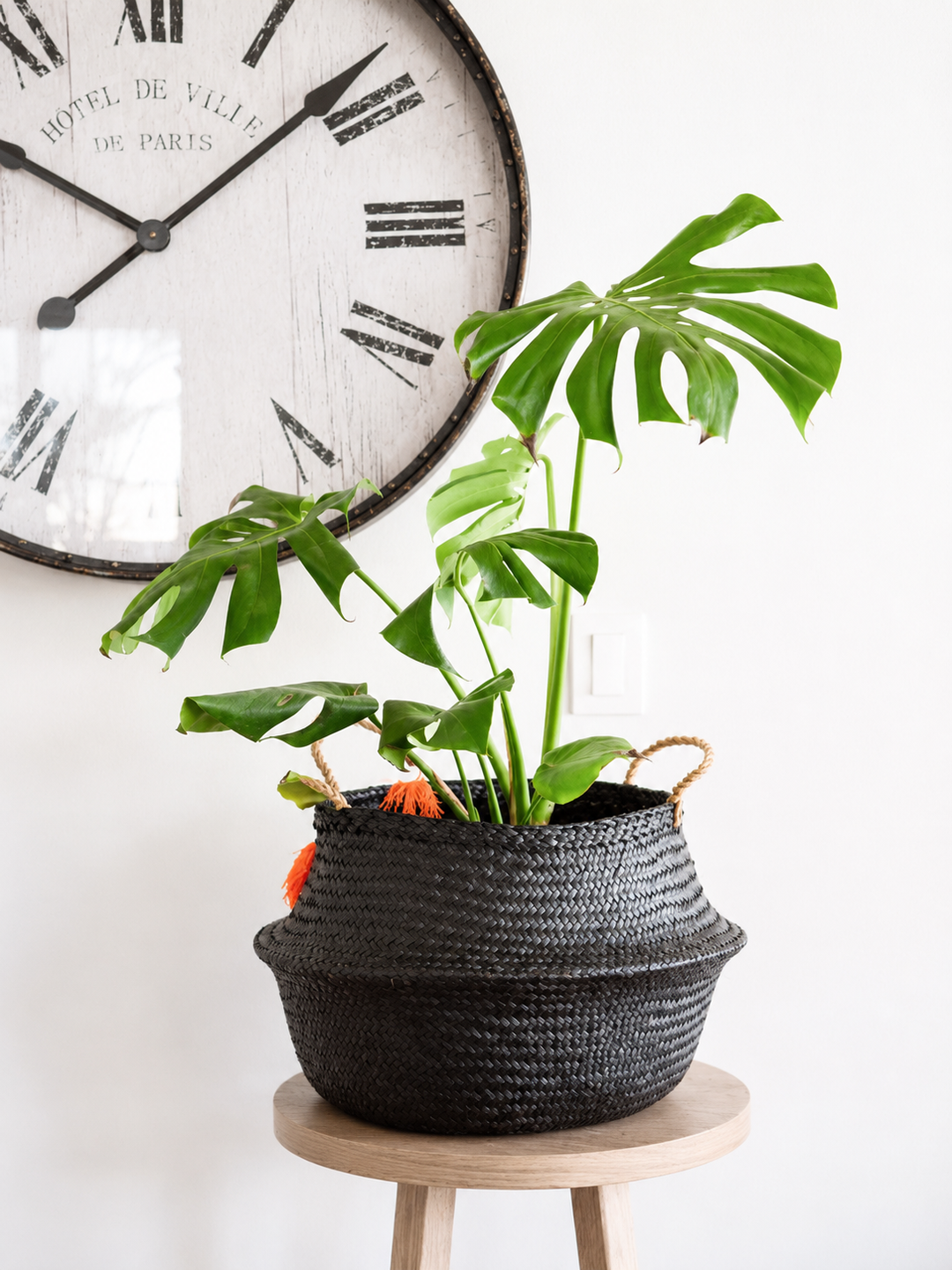 Mariana XL (Monstera Deliciosa)
