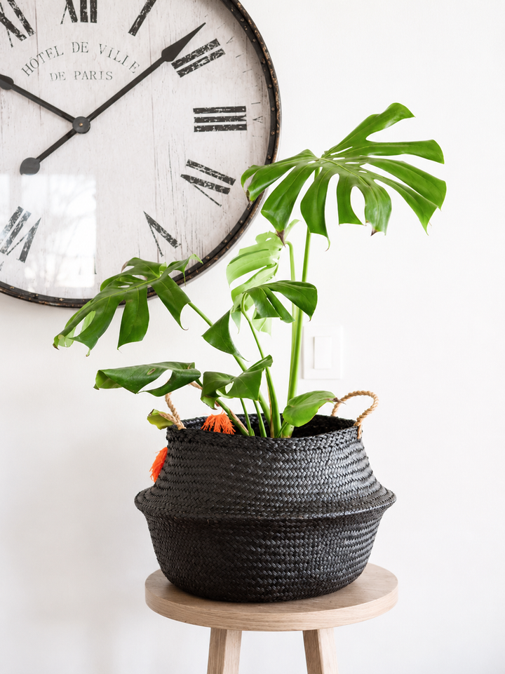 Mariana XL (Monstera Deliciosa)