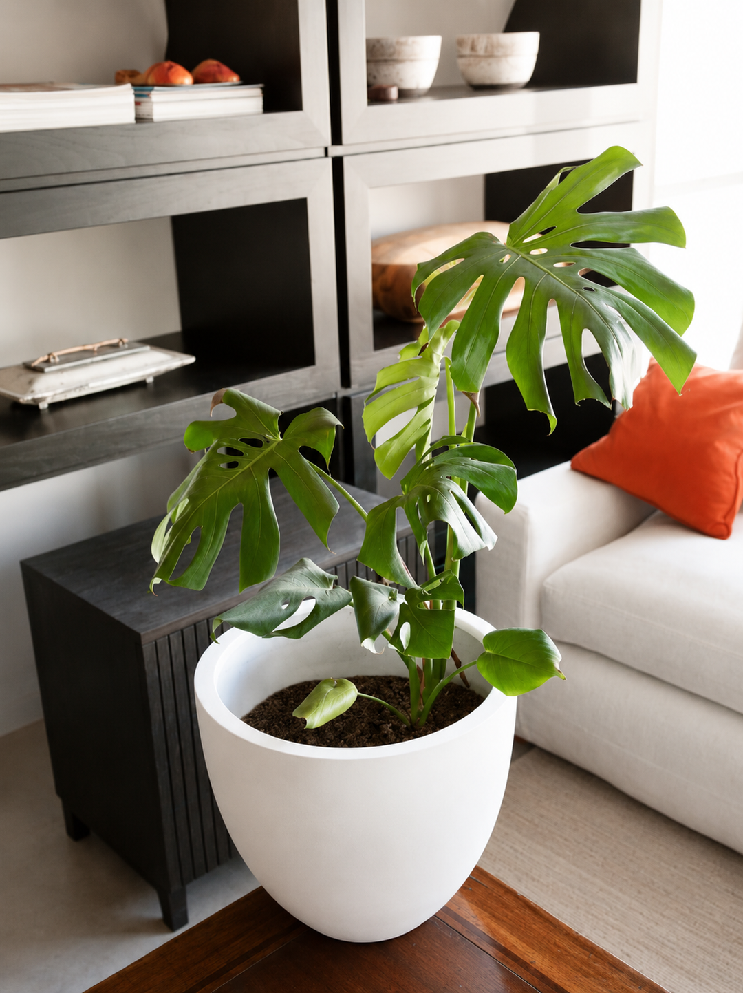 Mariana XL (Monstera Deliciosa)