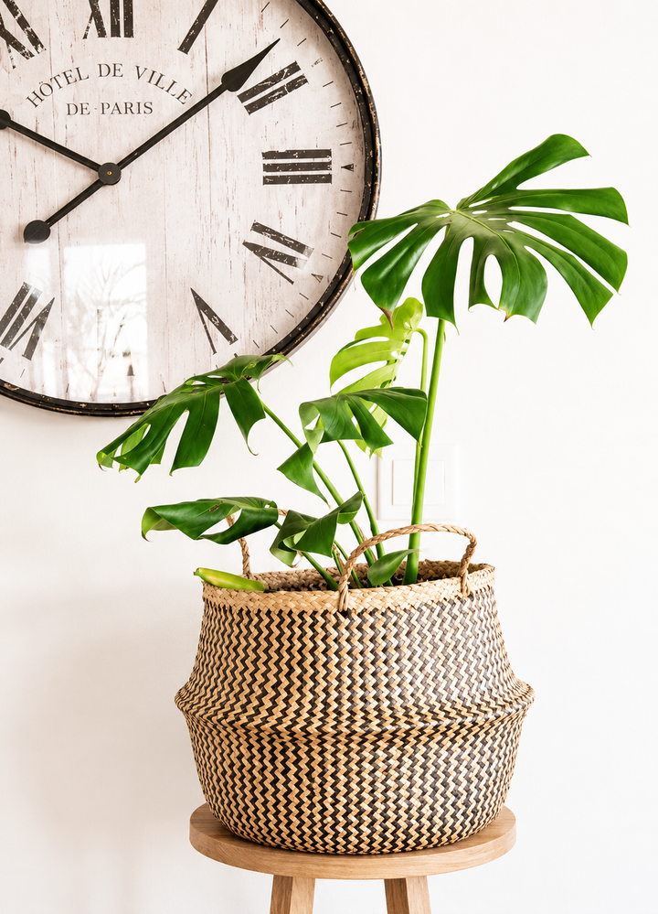 Mariana XL (Monstera Deliciosa)