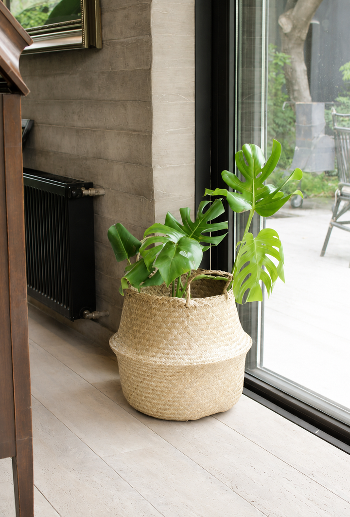 Mariana XL (Monstera Deliciosa)