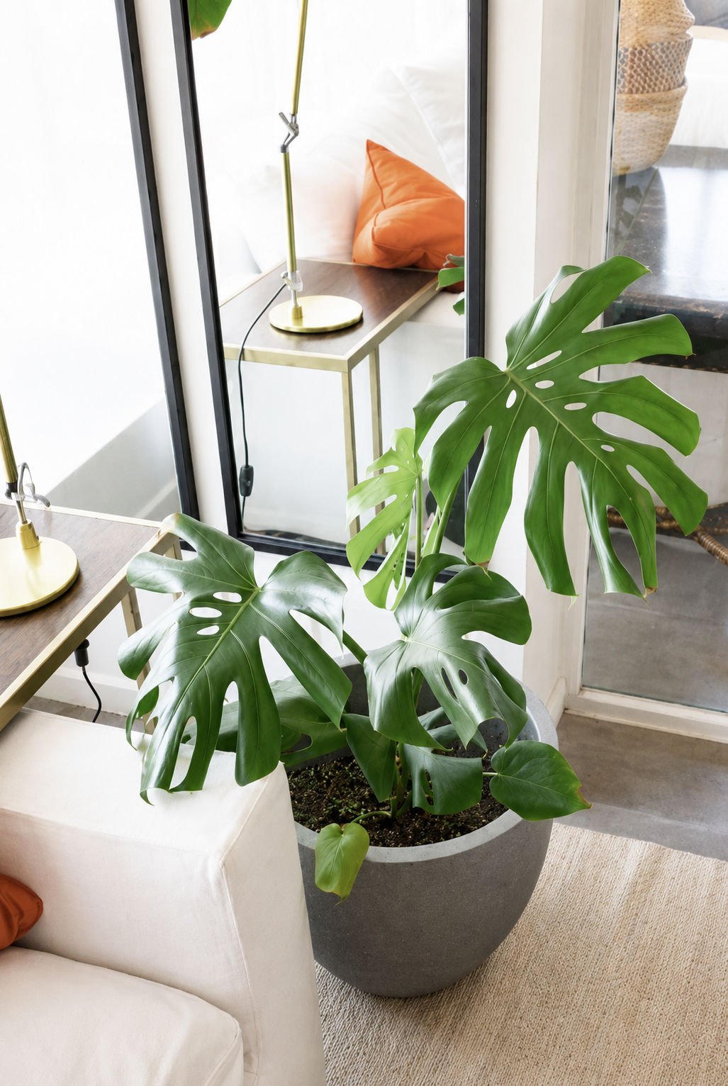 Mariana XL (Monstera Deliciosa)