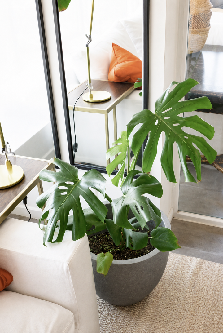 Mariana XL (Monstera Deliciosa)