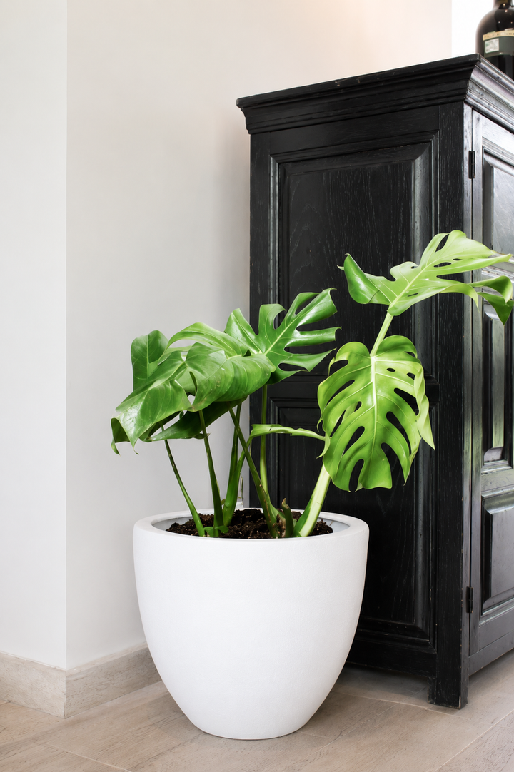 Mariana XL (Monstera Deliciosa)