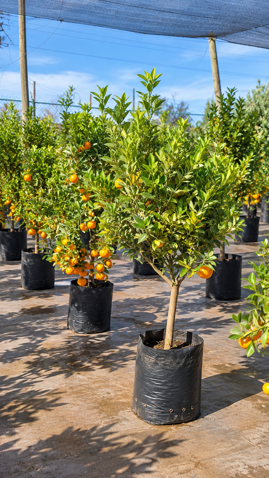 Calamondin Variegado