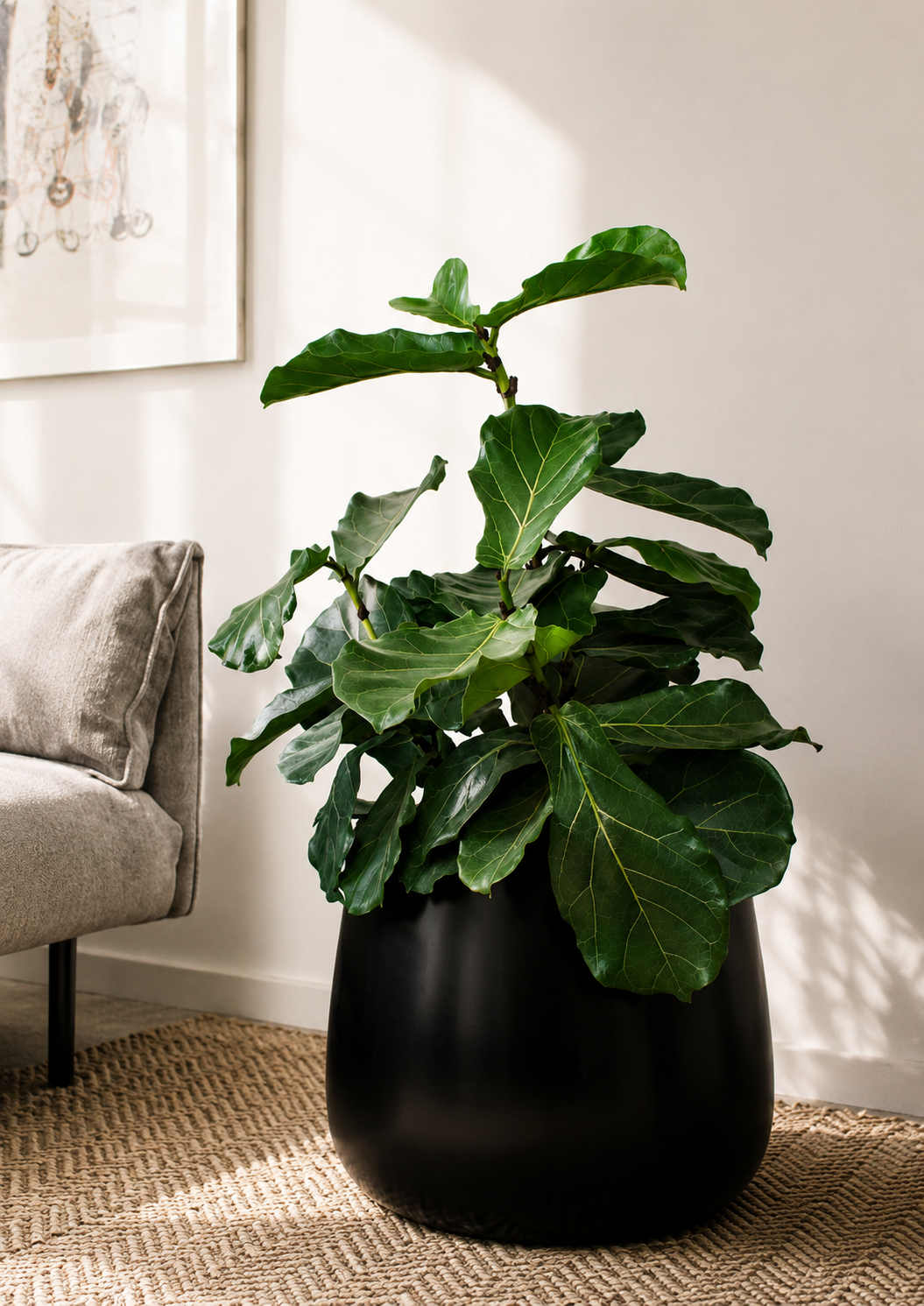 Fidel XL (Ficus Lyrata)