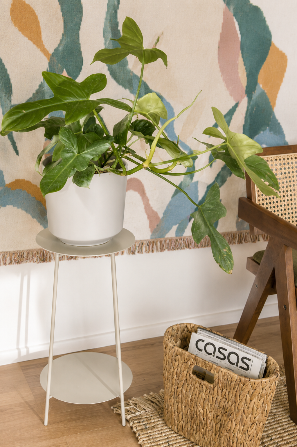 Pancho L (Philodendron Bipennifolium)
