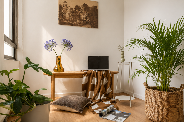 Andrea XL (Palmera Areca)