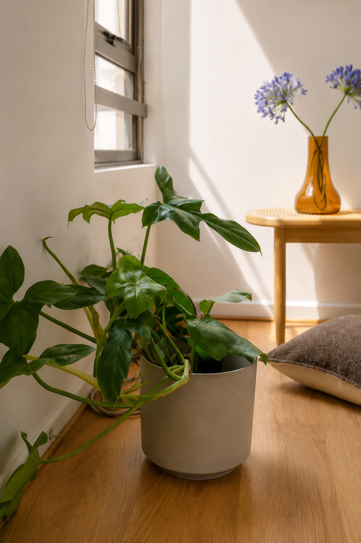 Pancho L (Philodendron Bipennifolium)