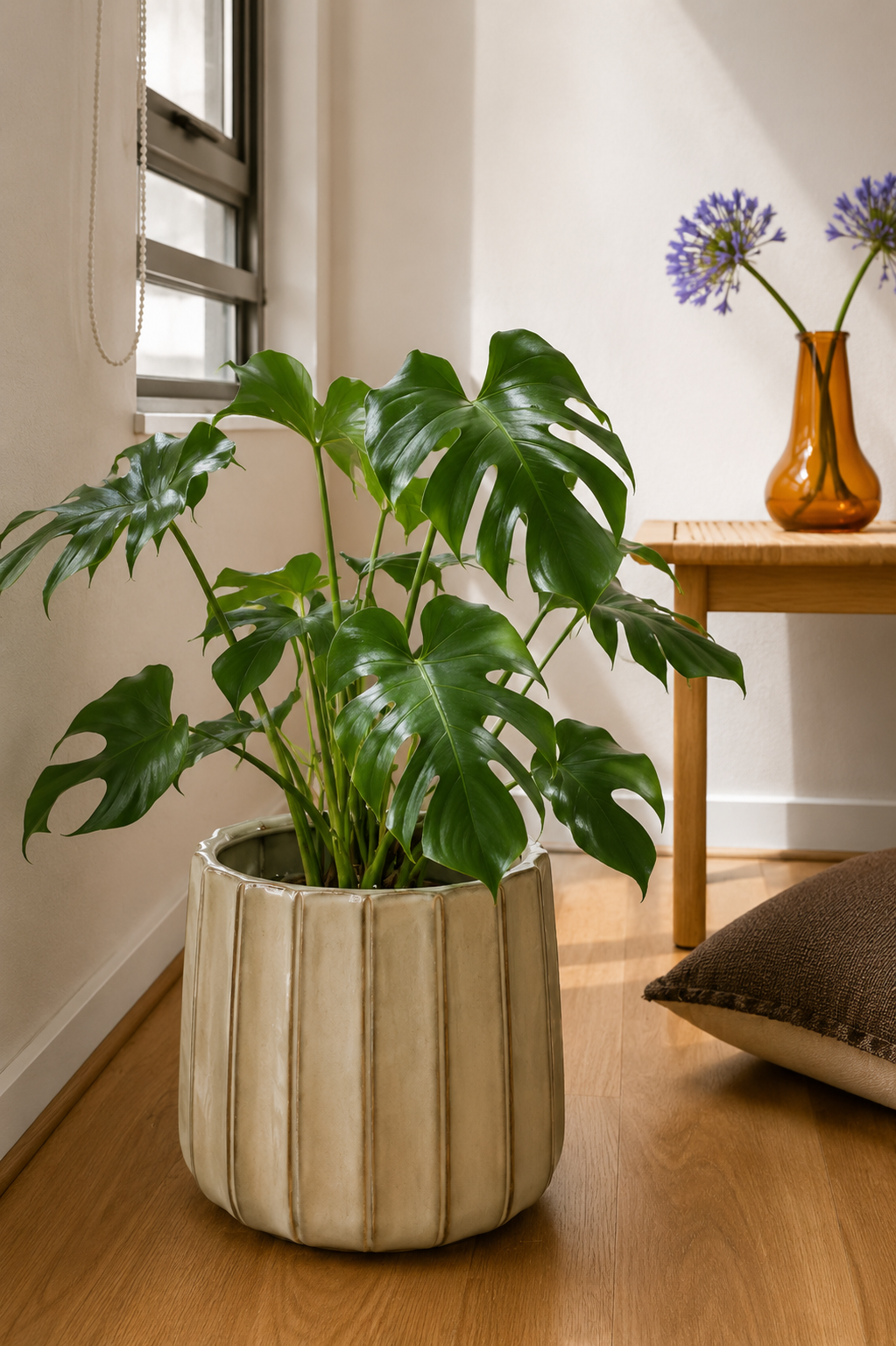 Pancho L (Philodendron Bipennifolium)