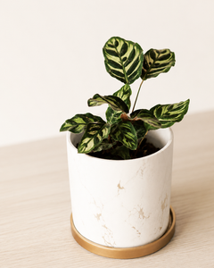Maca (Calathea Makoyana)
