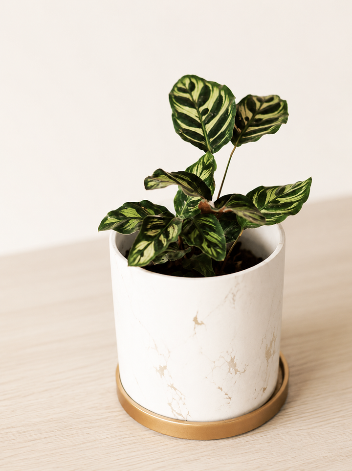 Maca (Calathea Makoyana)