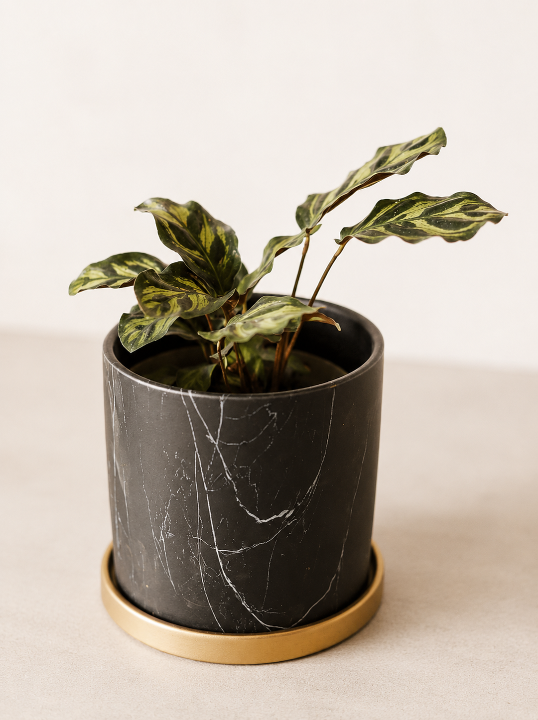 Maca (Calathea Makoyana)