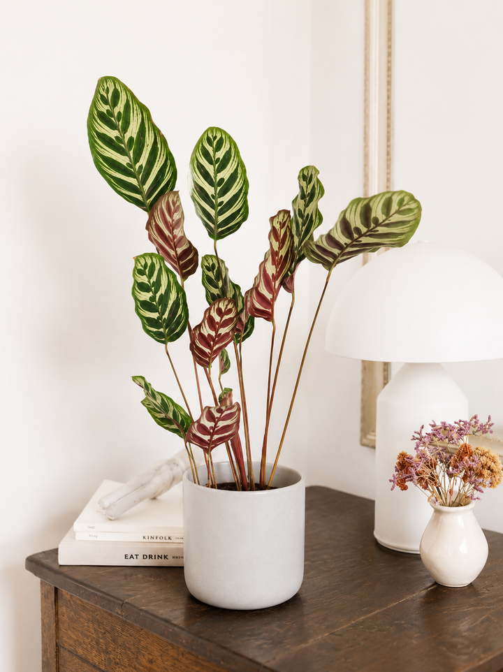 Maca (Calathea Makoyana)