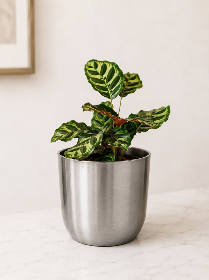 Maca (Calathea Makoyana)