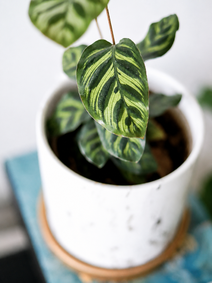 Maca (Calathea Makoyana)
