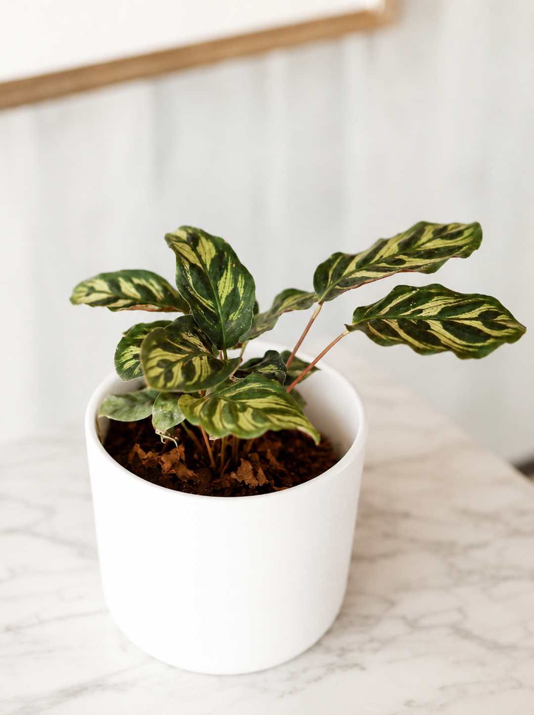 Maca (Calathea Makoyana)