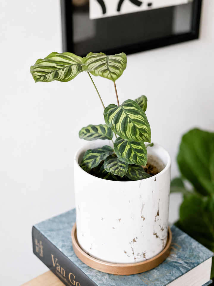 Maca (Calathea Makoyana)