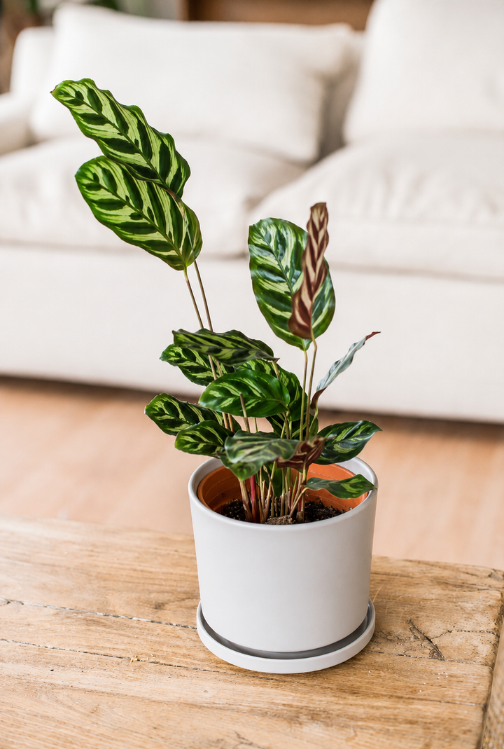 Maca (Calathea Makoyana)