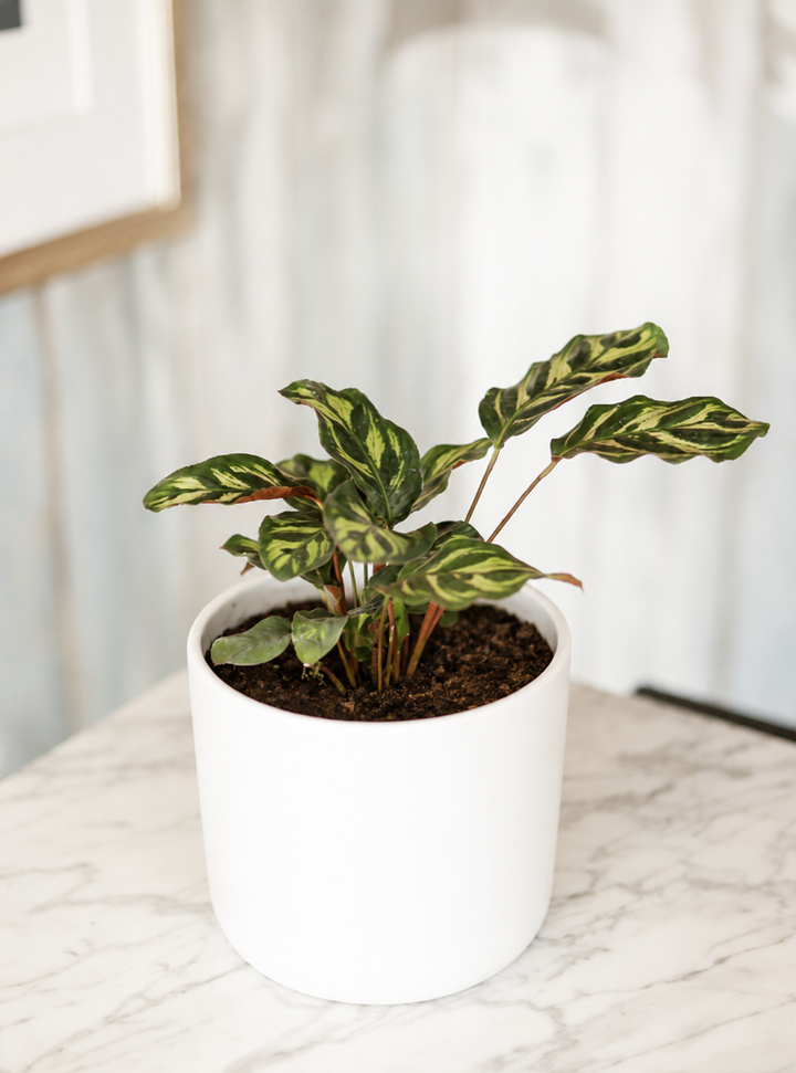 Maca (Calathea Makoyana)