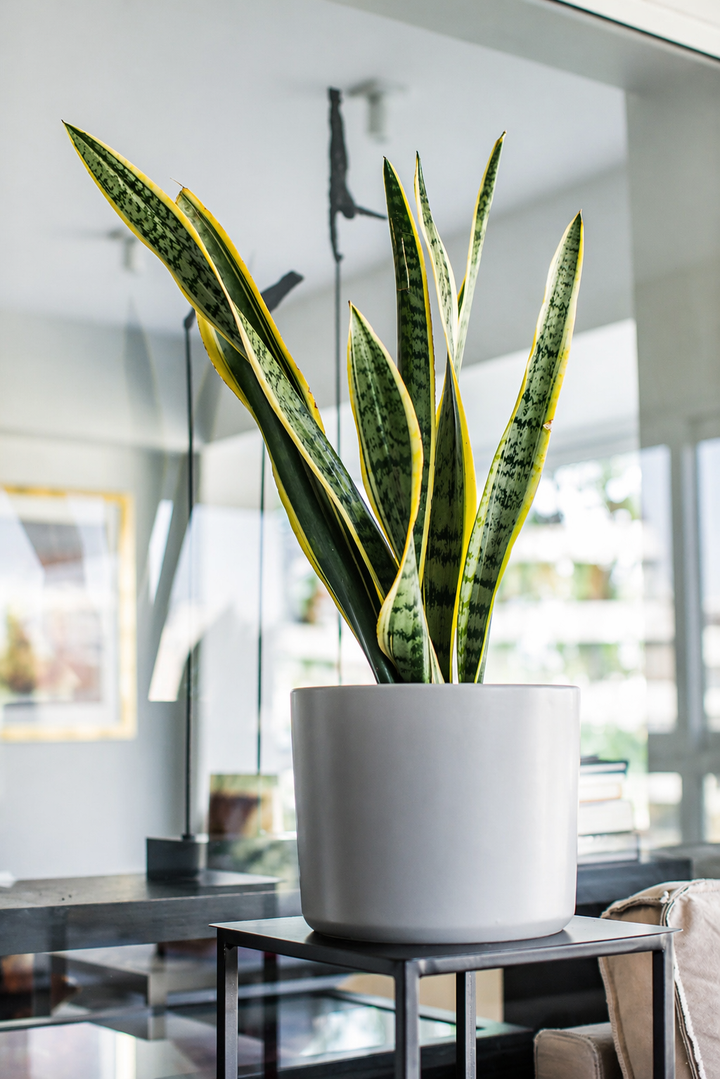 Susan XL (Sansevieria)